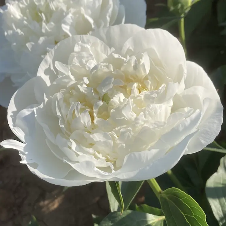 Rizoma Peonia Duchesse de Nemours 3/5 1