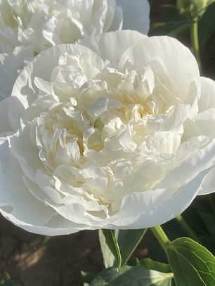 Rizoma Peonia Duchesse de Nemours 3/5