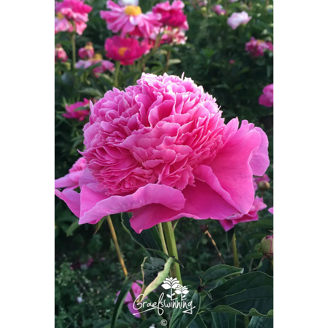 Rizoma Peonia Amabilis 3/5 1