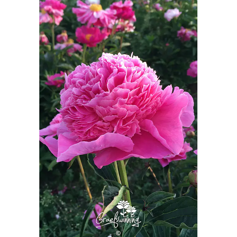 Rizoma Peonia Amabilis 3/5 1