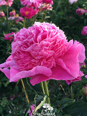 Rizoma Peonia Amabilis 3/5