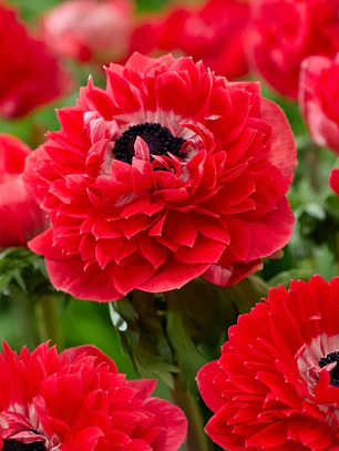 Cormo Anemona de corte Fullstar Red 3/4