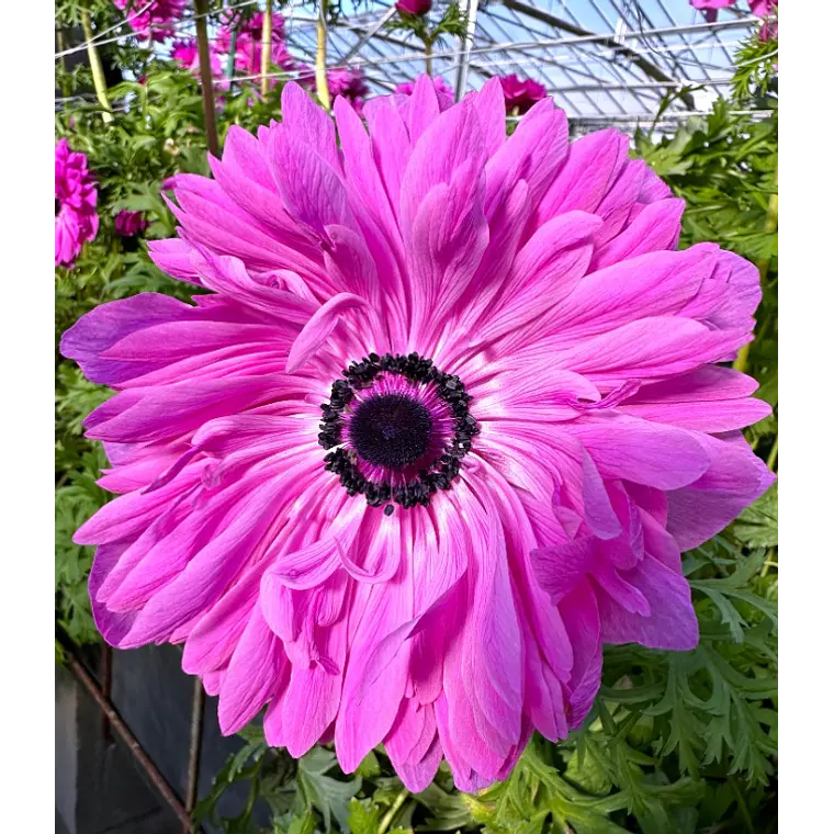 Cormo Anemona de corte Levante Fucsia 3/4 1