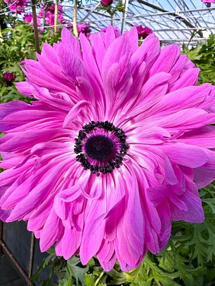 Cormo Anemona de corte Levante Fucsia 3/4