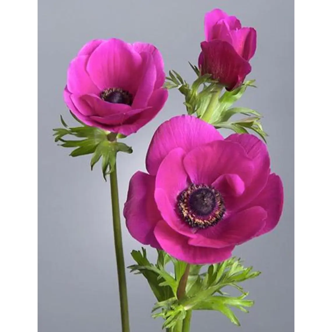 Cormo Anemona de corte Hot Pink 3/4 1