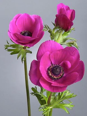 Cormo Anemona de corte Hot Pink 3/4