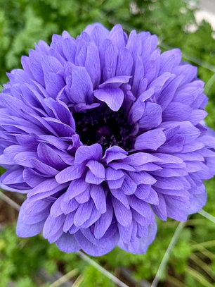 Cormo Anemona de corte Levante Blue 3/4