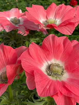 Cormo Anemona de corte Salmone 3/4