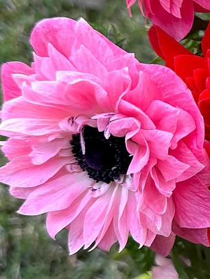 Cormo Anemona de corte Levante Rosa 3/4
