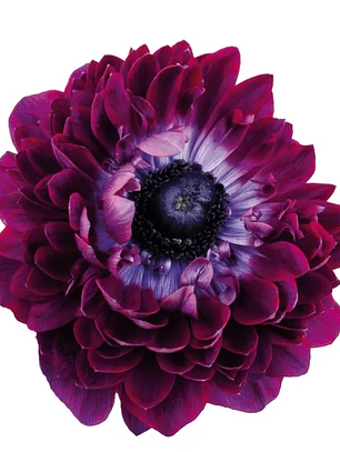 Cormo Anemona de corte Levante Wine 3/4