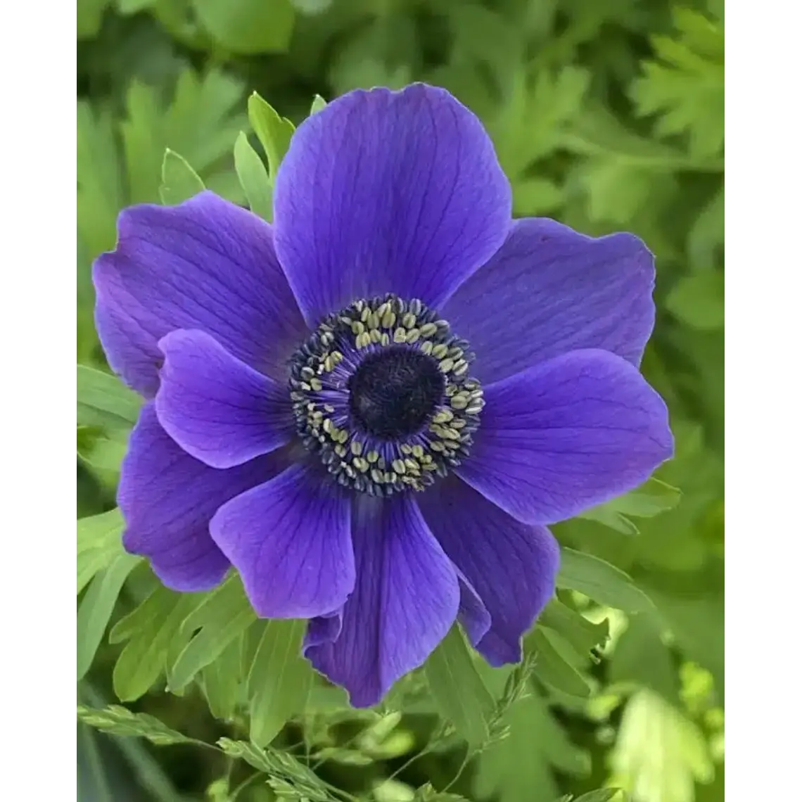 Cormo Anemona De Corte Blue 3/4 1