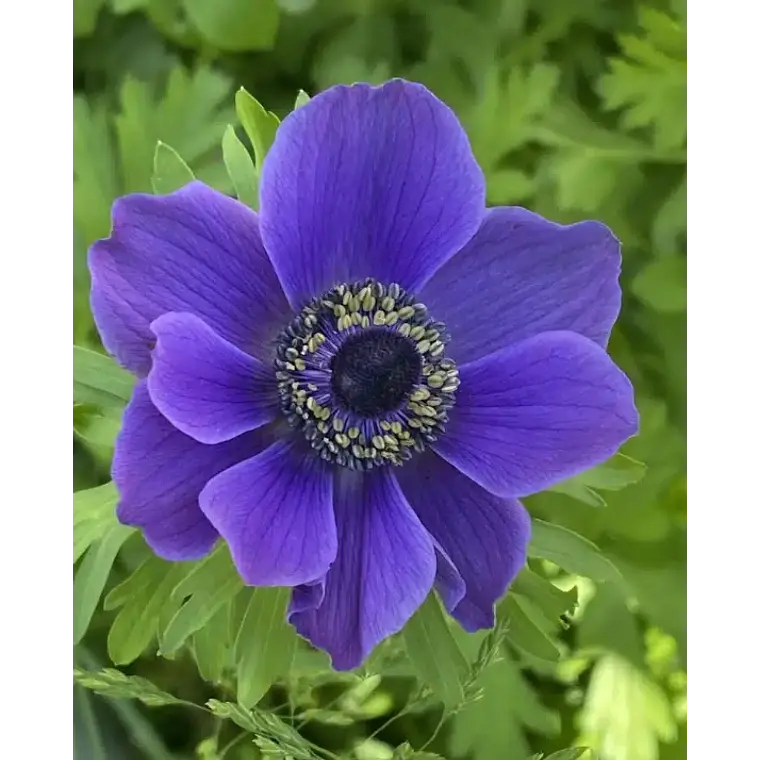 Cormo Anemona De Corte Blue 3/4 1