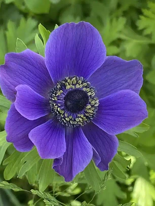 Cormo Anemona De Corte Blue 3/4