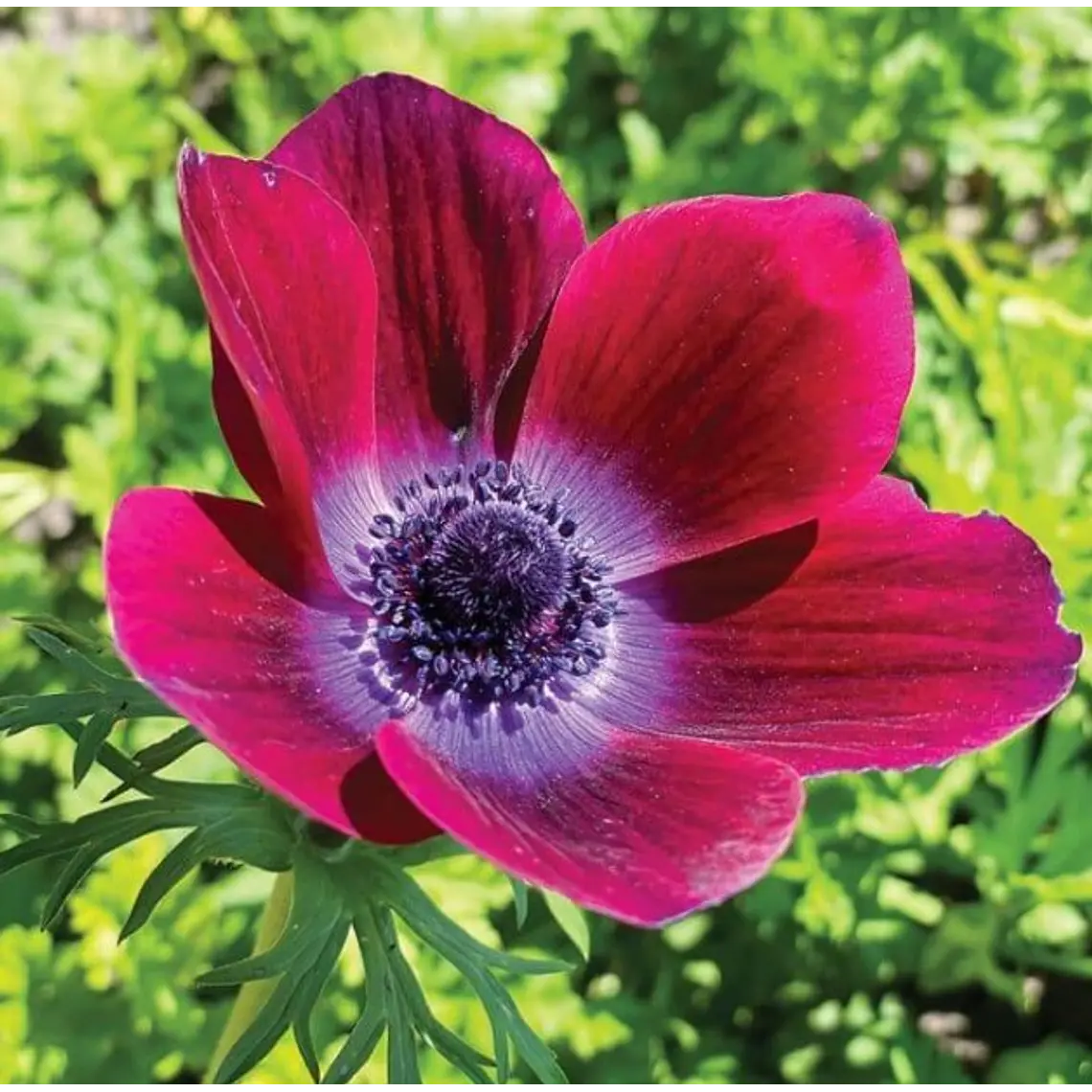 Cormo Anemona De Corte Bordeaux 5/6 1