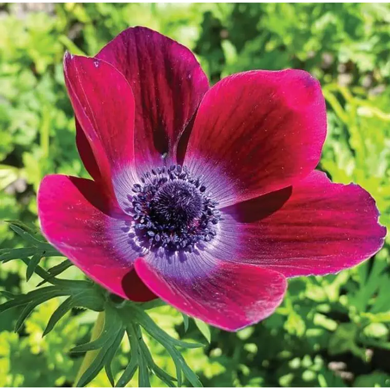 Cormo Anemona De Corte Bordeaux 5/6 1