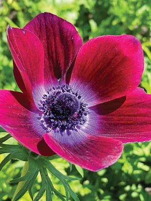 Cormo Anemona De Corte Bordeaux 5/6