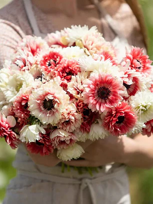 Cormo Anemona de corte Fullstar Red White 3/4