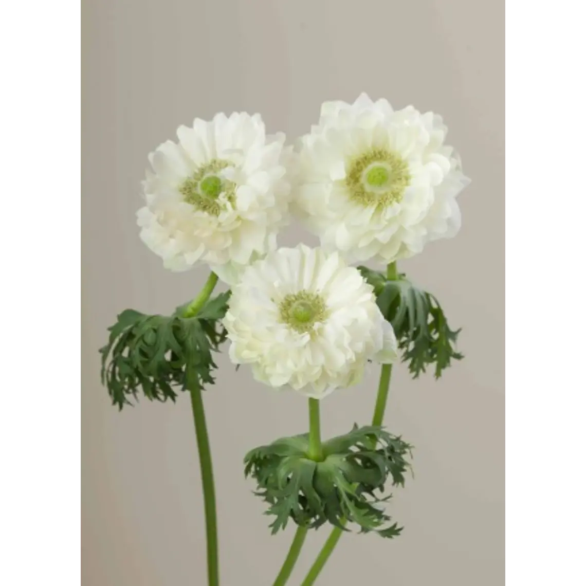 Cormo Anemona de corte Levante Bianco 3/4 1