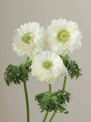 Cormo Anemona de corte Levante Bianco 3/4