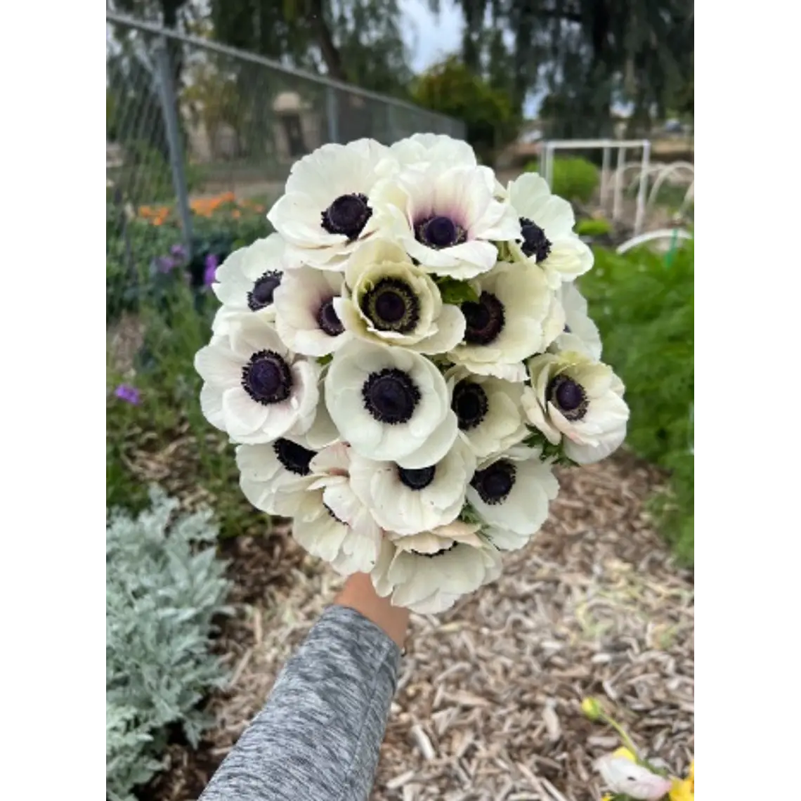 Cormo Anemona de Corte White 3/4 1