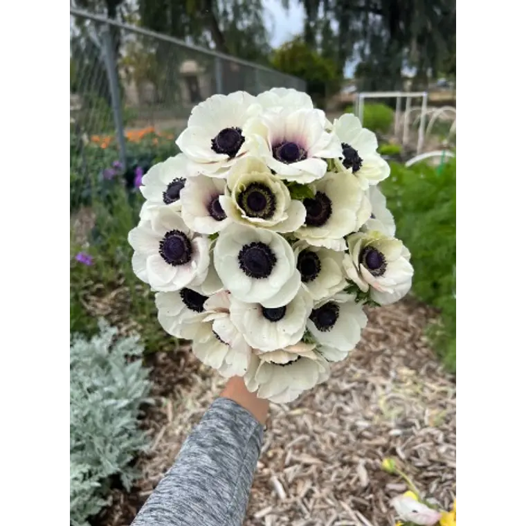 Cormo Anemona de Corte White 3/4 1