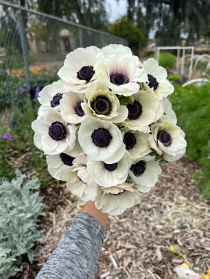 Cormo Anemona de Corte White 3/4