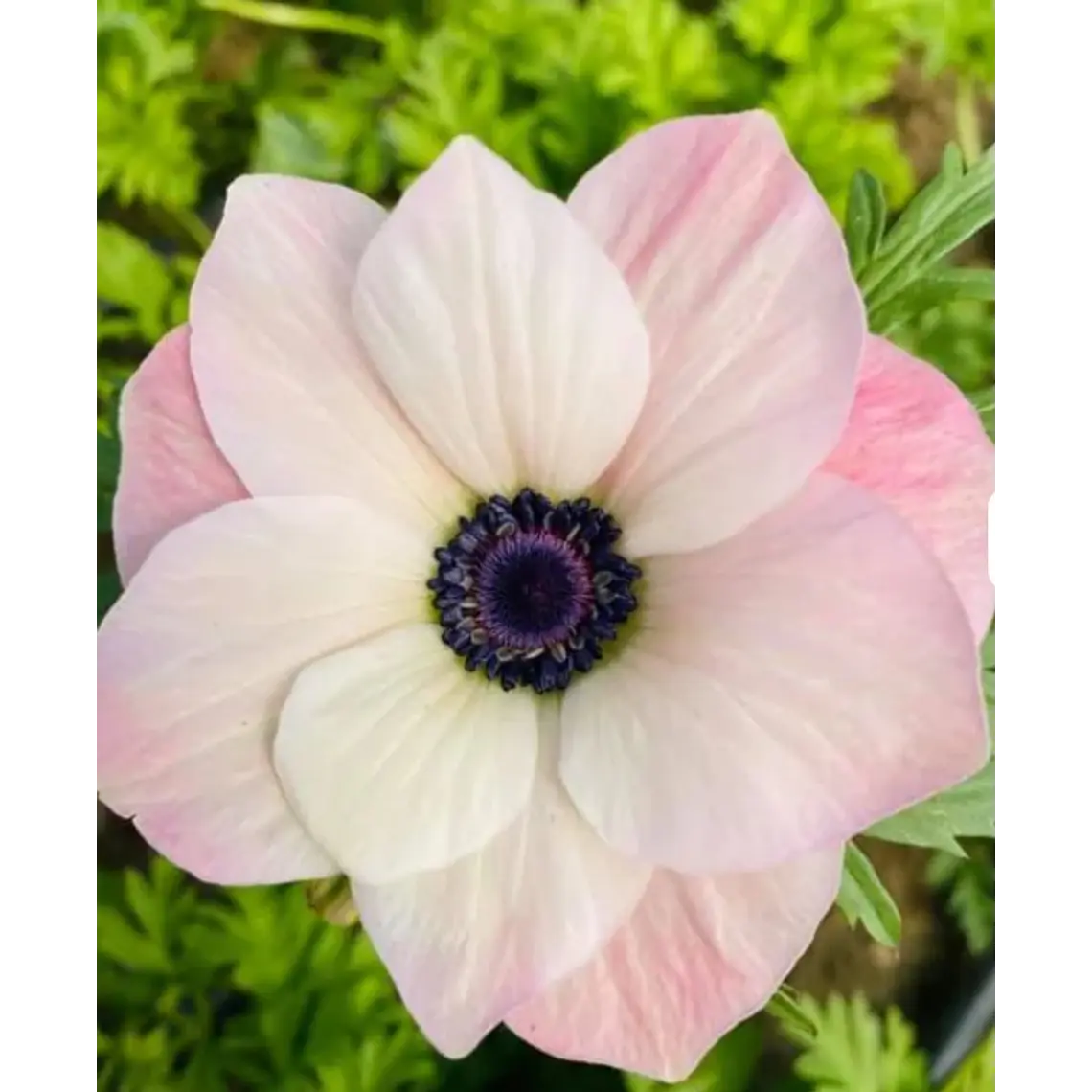 Cormo Anemona De Corte Rosa Chiaro 3-4 1