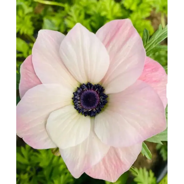 Cormo Anemona De Corte Rosa Chiaro 3-4 1