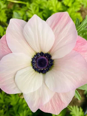 Cormo Anemona De Corte Rosa Chiaro 3-4