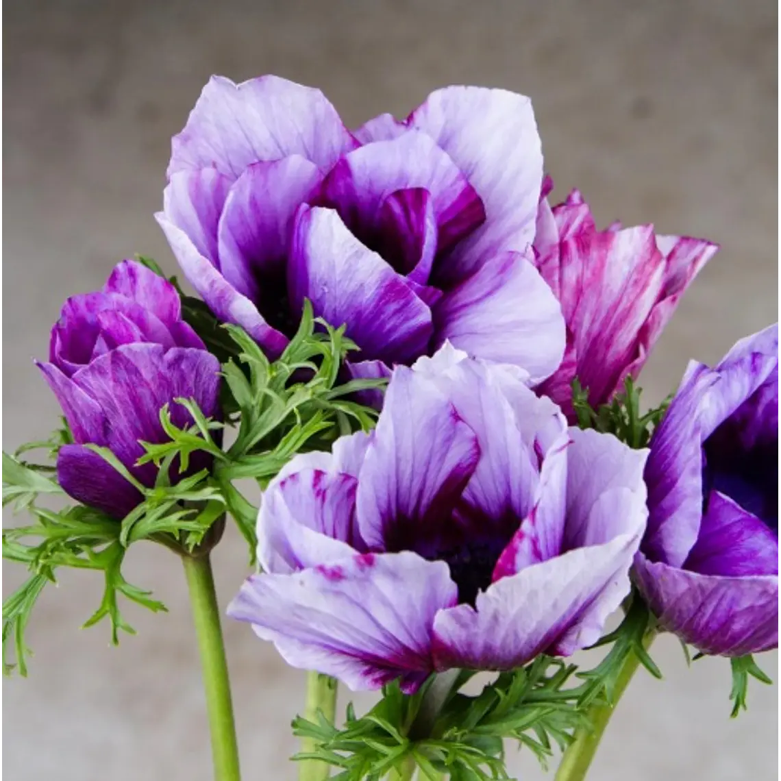 Cormo Anemona De Corte Tigre Wine 3/4 1