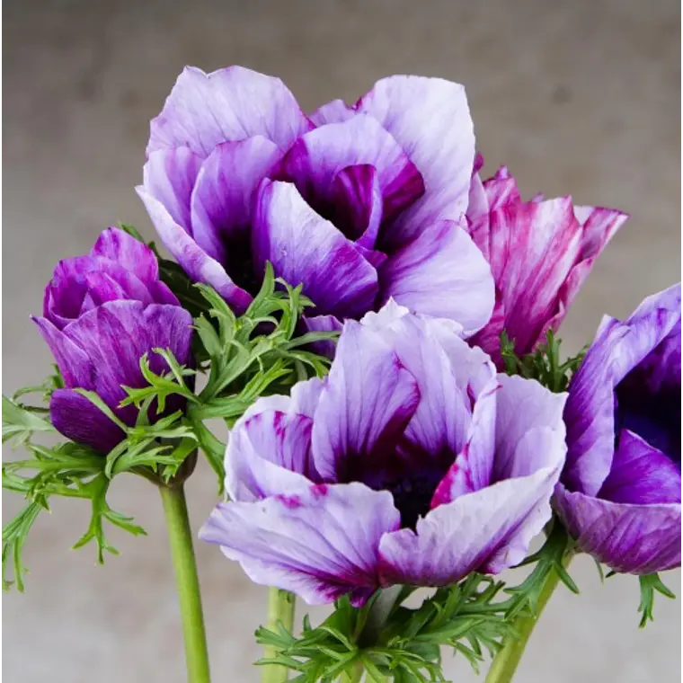 Cormo Anemona De Corte Tigre Wine 3/4 1