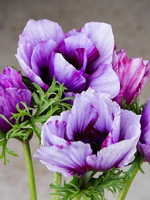 Cormo Anemona De Corte Tigre Wine 3/4