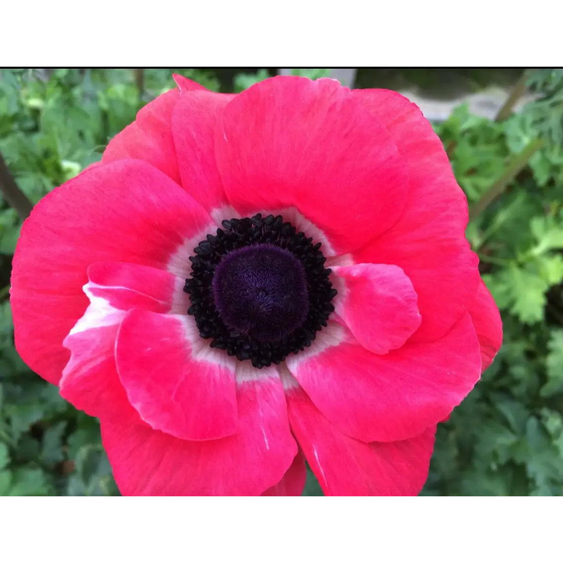 Cormo Anemona De Corte Rosa Shocking 3/4 1