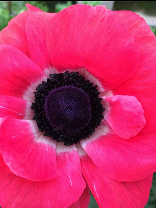 Cormo Anemona De Corte Rosa Shocking 3/4