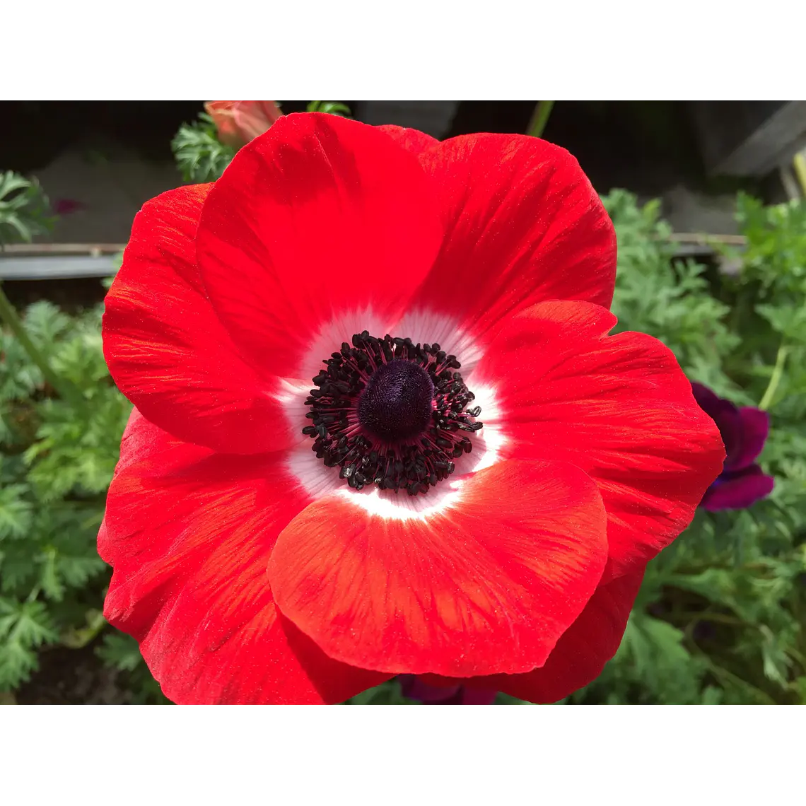 Cormo Anemona De Corte Red 3/4 1