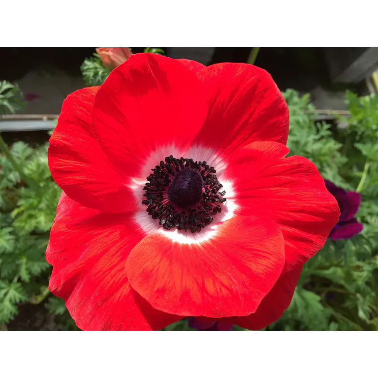 Cormo Anemona De Corte Red 3/4 1