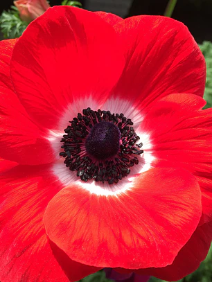 Cormo Anemona De Corte Red 3/4