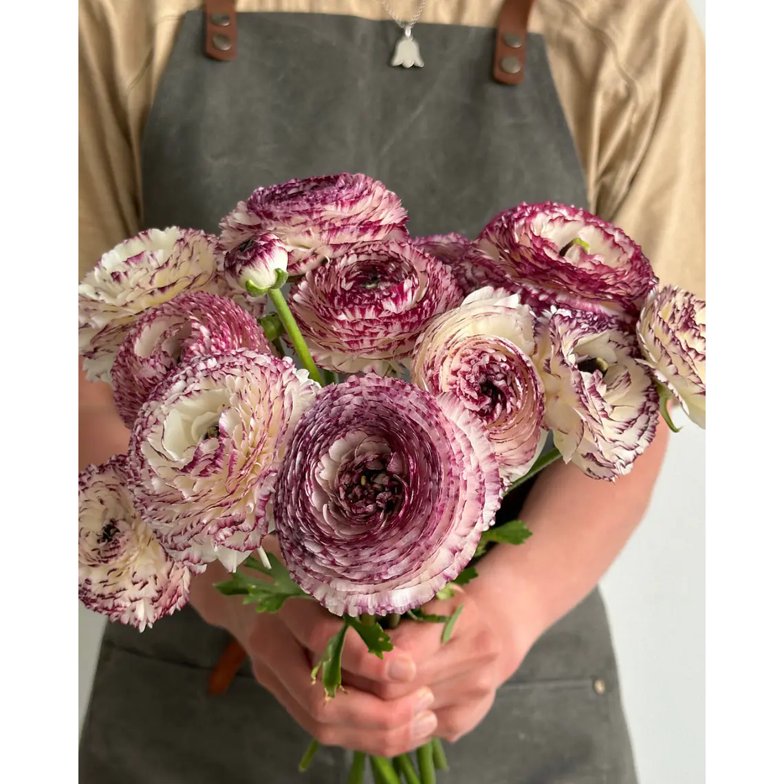 Rizoma Ranúnculo de Corte Bianco Striato 2/3 2