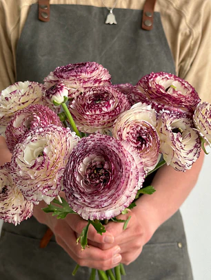 Rizoma Ranúnculo de Corte Bianco Striato 2/3