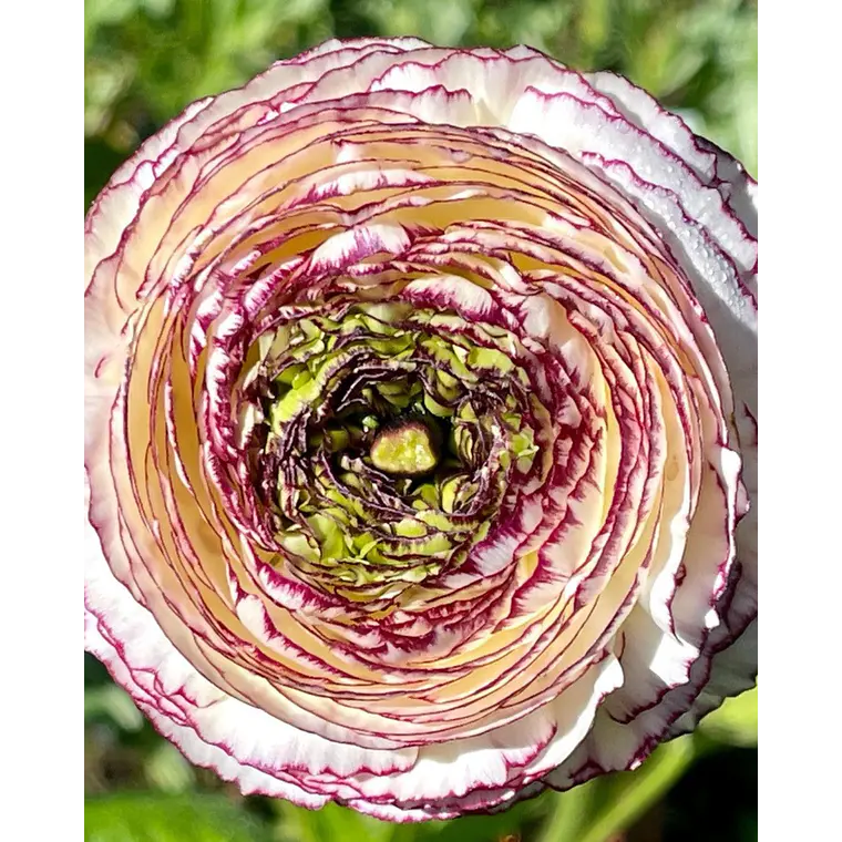 Rizoma Ranúnculo de Corte Bianco Striato 2/3 1