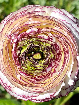 Rizoma Ranúnculo de Corte Bianco Striato 2/3