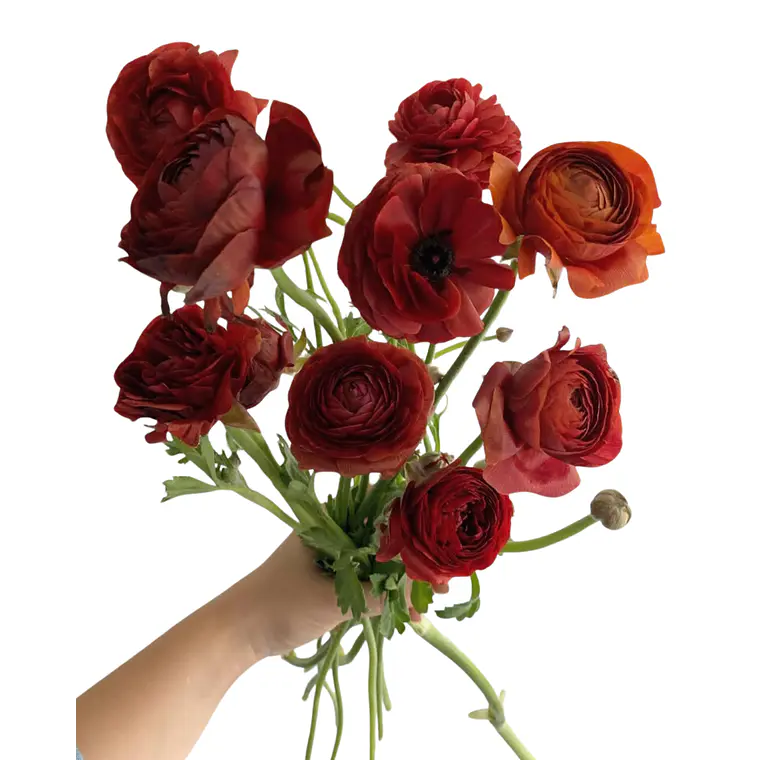 Rizoma Ranúnculo de Corte Cioccolato 3/4 2