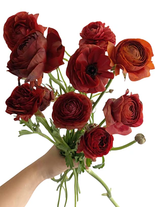 Rizoma Ranúnculo de Corte Cioccolato 3/4