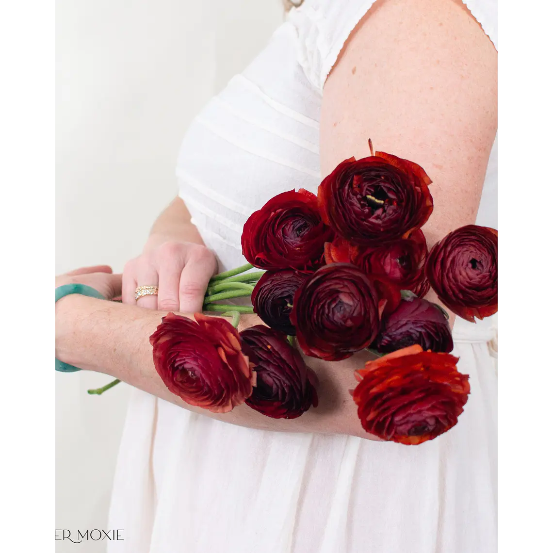 Rizoma Ranúnculo de Corte Cioccolato 3/4 1