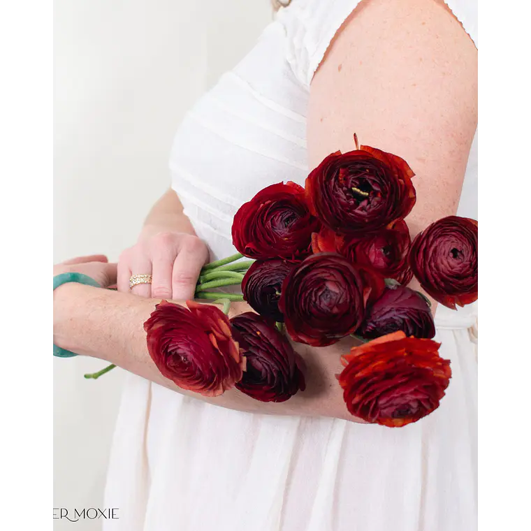 Rizoma Ranúnculo de Corte Cioccolato 3/4 1