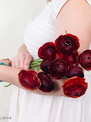 Rizoma Ranúnculo de Corte Cioccolato 3/4