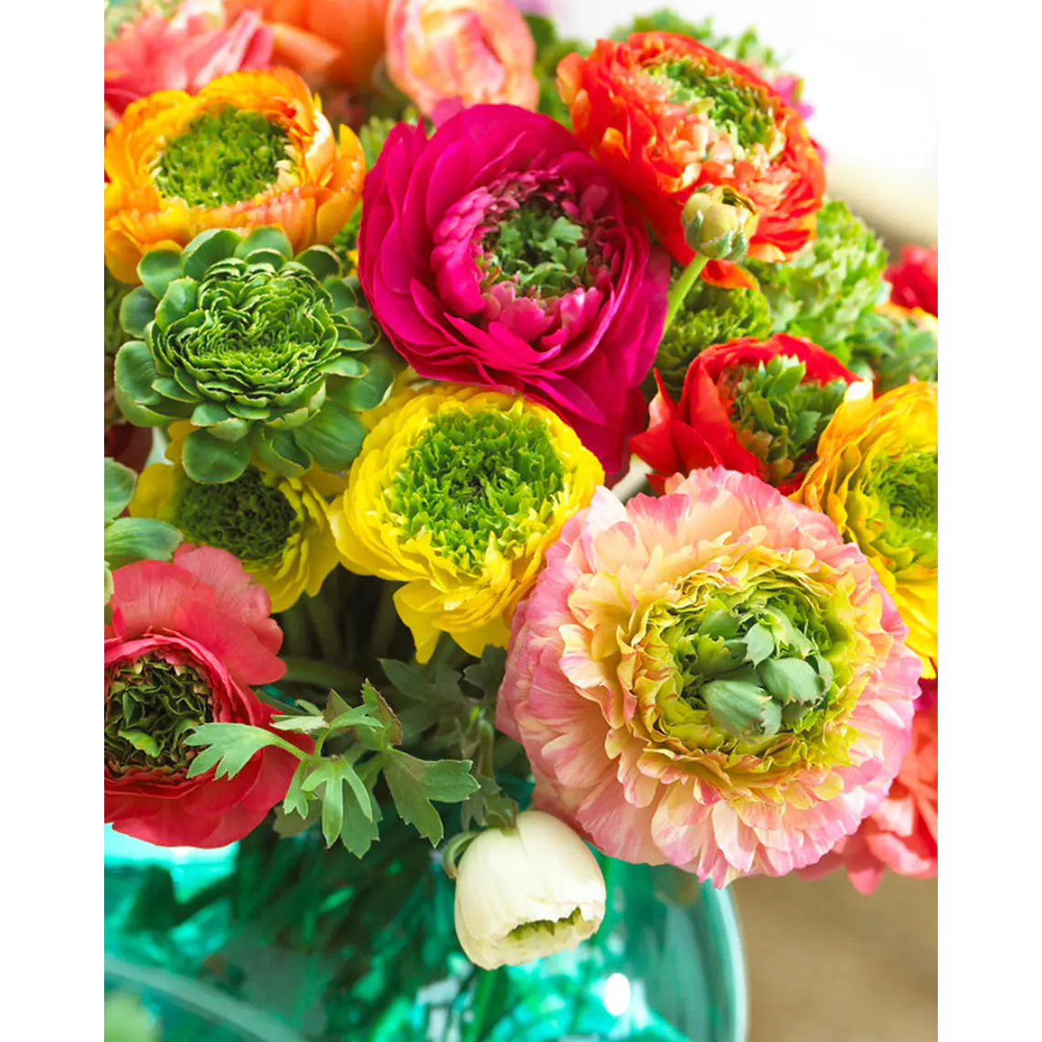 Rizoma Ranúnculo de Corte Festival Mix 3/4 1