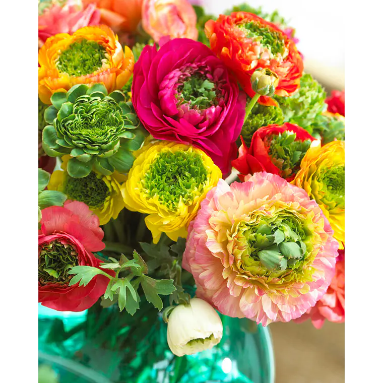 Rizoma Ranúnculo de Corte Festival Mix 3/4 1