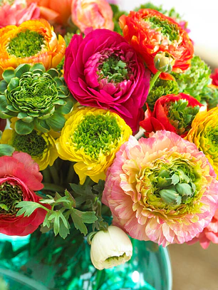 Rizoma Ranúnculo de Corte Festival Mix 3/4