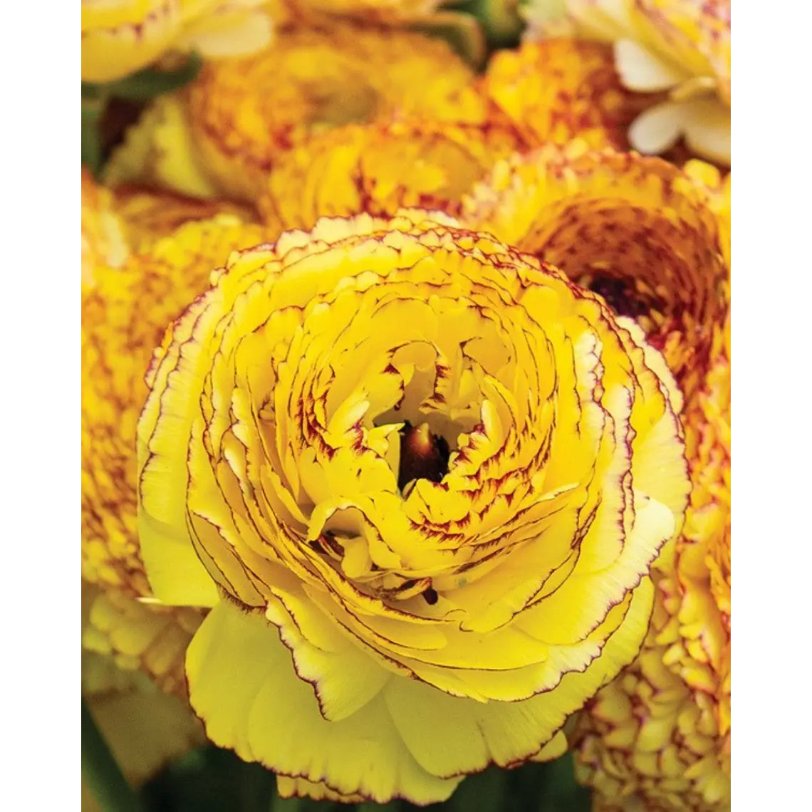 Rizoma Ranúnculo de Corte Giallo Striato 3/4 1